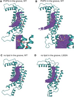 The permeation of potassium ions through the lipid scrambling path of the membrane protein nhTMEM16